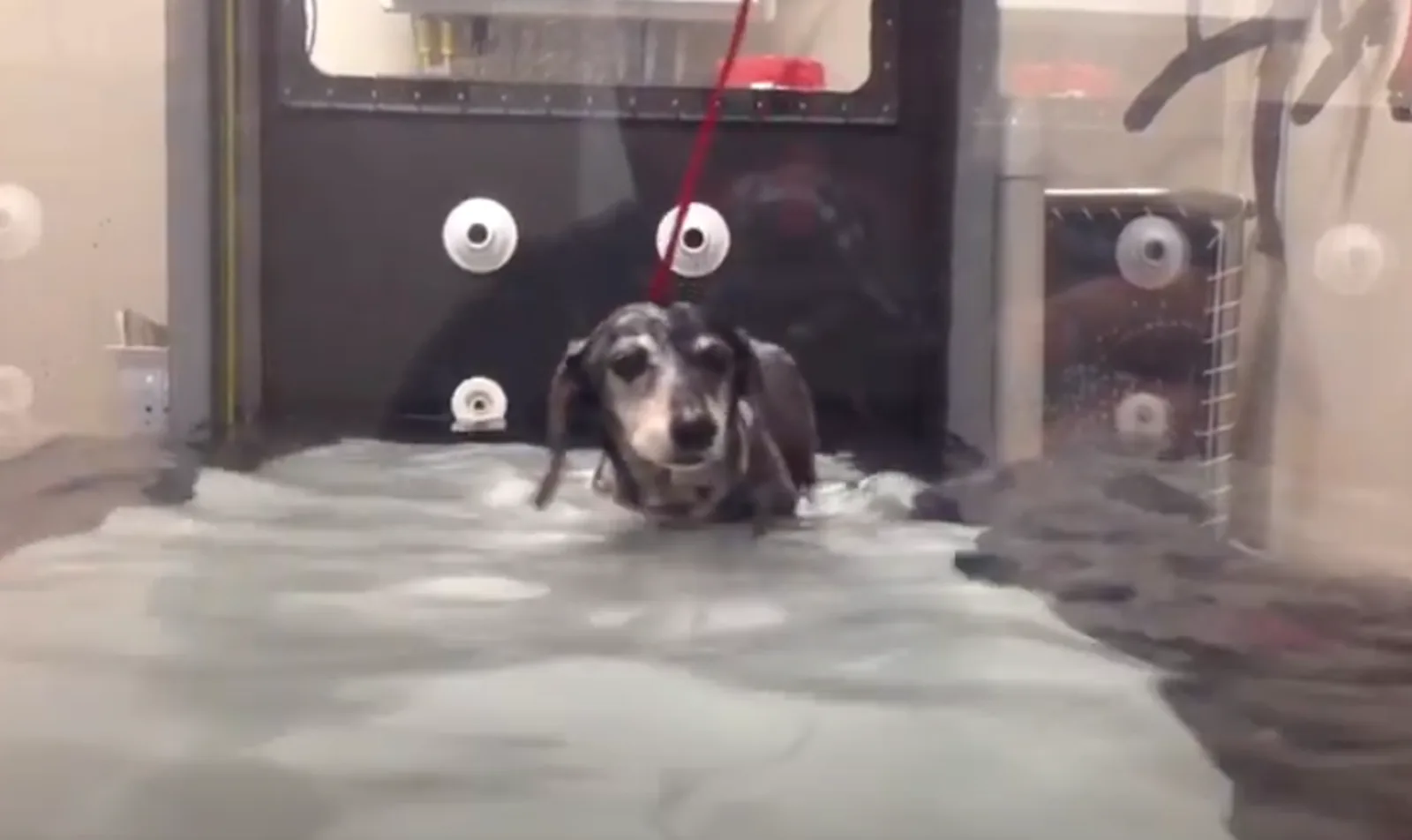 Veterinary Underwater Treadmill